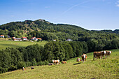 Rinder auf Wiese vor Berg Pferdskopf, Poppenhausen Rodholz, Rhön, Hessen, Deutschland