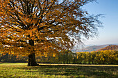 Majestätische Eiche mit buntem Herbstlaub und Schloss Bieberstein (Hermann-Lietz-Schule) in der Distanz, nahe Kleinsassen, Rhön, Hessen, Deutschland