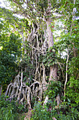 old Banyan tree on the island of Efate, Vanuatu