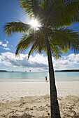 Kokospalme an der Kuto Bay auf der Ile des Pines, Neukaledonien