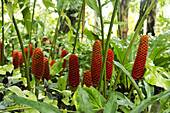 beehive ginger flowers at The Summit, a tropical garden near Port Vila