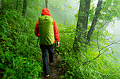 A woman hiking through an eastern hardwood forest in the fog on the Green Knob Firetower Trail, Blue Ridge Parkway, Celo, North Carolina.