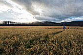 Runner heading back home in a field of golden alfalfa with sun coming through the clouds.