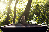 Indonesia, Bali, Ubud, Monkey forest temple, monkey sit in forest.Ubud Bali Indonesia