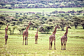 Giraffes in Serengeti National Park, Tanzania