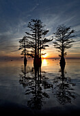 Cypress trees rise from the shallow waters of Lake Moultrie, in SC.