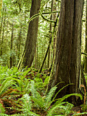 Cedar trees growing in Olympic rainforest.