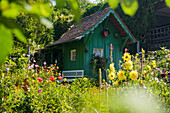 private garden with summer flowers, Meersburg, Lake Constance, Baden-Württemberg, Germany