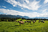 Kühe, bei Füssen, Allgäu, Bayern, Deutschland
