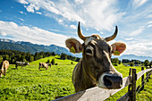 Kühe, bei Füssen, Allgäu, Bayern, Deutschland