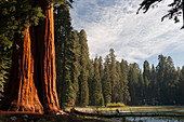 Giant sequoia trees, Sequoia and Kings Canyon National Parks, California, USA