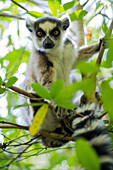 Ring-tailed lemur sitting in tree