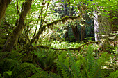 Lush foliage and moss covered trees in Olympic National Park, Washington, USA