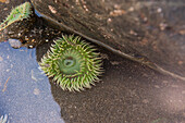 Sea anemones