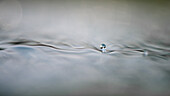 Droplet on water surface
