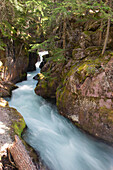 Stream flowing through woods in Glacier National Park, Montana, USA