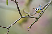 Blue tit (Cyanistes caeruleus) perched on branch with worm in its mouth