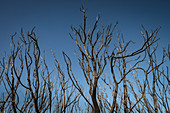 burnt trees from a wildfire in the National Park, Parque Nacional de Garajonay, La Gomera, Canary Islands, Spain