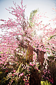 prächtige Kirschblüte im Gegenlicht, Tempel Wat Phan Tao, Chiang Mai, Thailand, Südost Asien