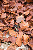 A fire salamander hiding in autumn leaves, Denti della Vecchia near Lugano, canton of Ticino, Switzerland