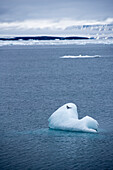 An Arctic tern is sitting on a small iceberg near the shore of the island of Nordaustlandet, Svalbard, Norway