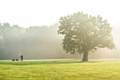 A man goes for a walk with his dogs in the morning fog in the Jenischpark, Hamburg, Germany