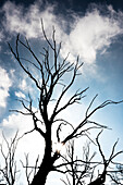 Silhouette eines abgestorbenen Baumes im Gegenlicht mit bedrohlichem Himmel, Hamburg, Deutschland