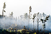Wilde Landschaft mit Bäumen im Nebel im Vulkangebiet Teide Nationalpark Las Cañadas, Teneriffa, Kanarische Inseln, Spanien
