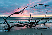 Reste eines Baumes als Silhouette am Golf von Mexico gegen den roten und blauen Himmel kurz nach dem Sonnenuntergang, Sanibel, Florida, USA