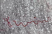 Petroglyphs in Vitlycke near Tannum, Bohuslän, Västergötland, Götaland, South Sweden, Sweden, Scandinavia, Northern Europe, Europe