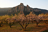 Vineyard in Cameros, La Rioja, Spain