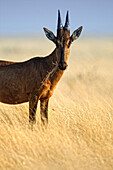 Red hartebeest (Alcelaphus buselaphus caama) standing in dry grass in Etosha National Park, Namibia