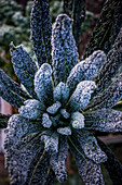 Kale in a garden at dawn with a coating of frost.