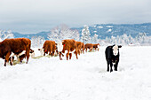Cattle standing in snowy farm field