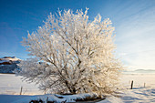 Snow covered tree in rural landscape