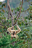 White-handed Gibbon (Hylobates lar) in tree with baby, northern Thailand