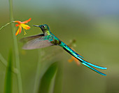 Long-tailed Sylph (Aglaiocercus kingi) feeding on flower nectar, Jurong Bird Park, Singapore