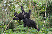 Mountain Gorilla (Gorilla gorilla beringei) juveniles climbing vines, Parc National des Volcans, Rwanda