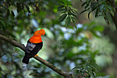 Andean Cock-of-the-rock (Rupicola peruvianus) male, Amazon, Peru