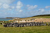 Magellanic Penguin (Spheniscus magellanicus) colony, Falkland Islands