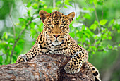 Leopard (Panthera pardus) female, Botswana