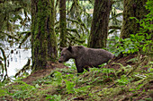Grizzly Bear (Ursus arctos horribilis) in temperate rainforest, Anan Creek, Tongass National Forest, Alaska