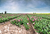 Panoramic view of multi-coloured fields of tulips and windmills, Berkmeer, Koggenland, North Holland, Netherlands, Europe