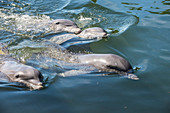 Bottlenose Dolphins, Tursiops tursiops, Grassy Key, Florida, United States of America, North America
