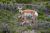 Pronghorn (Antilocapra americana) doe and two days-old fawns, Yellowstone National Park, Wyoming, United States of America, North America