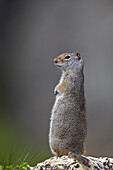 Uinta Ground Squirrel (Urocitellus armatus), Yellowstone National Park, Wyoming, United States of America, North America