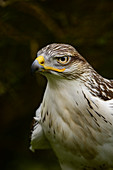 Ferruginous hawk, United Kingdom, Europe