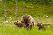 Brown bear (Ursus arctos) mother and cubs, Finland, Scandinavia, Europe