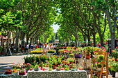 Flower market, Paul Riquet alley, Beziers, Languedoc-Roussilon, France