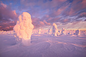 Verschneiter Wald mit stark verreiften Bäumen und dramatischen Wolken im ersten Sonnenlicht im Winter, Riisitunturi National Park, Kuusamo, Lappland, Finnland, Skandinavien